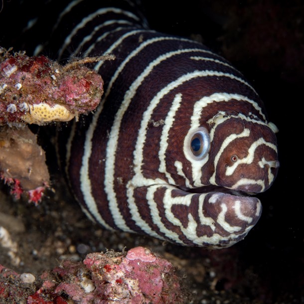 Zebra Moray Eel