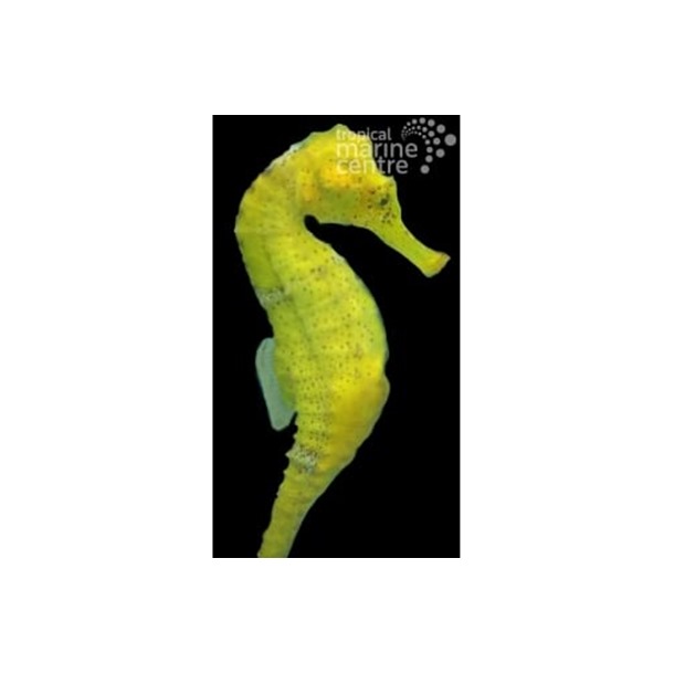 Reidi Seahorse