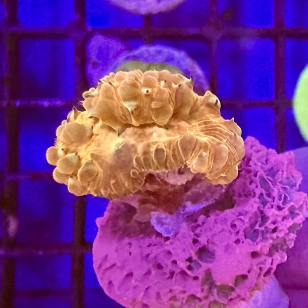 Peach Gold Blasto Frag