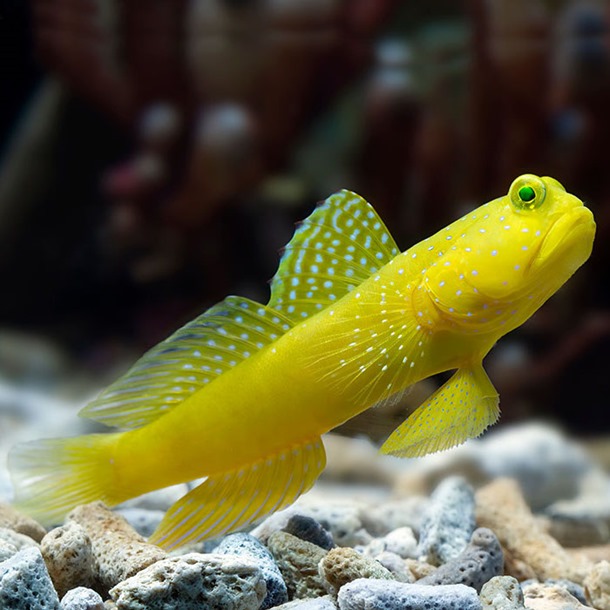 Sulphur Shrimp Goby