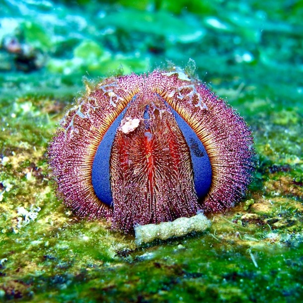 Tuxedo Urchin