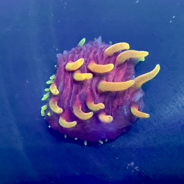 Inferno Diaseris Frag