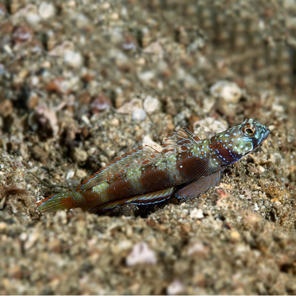 Paradise Shrimp Goby