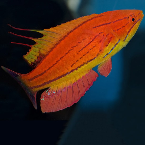 Carpenter's Flasher Wrasse