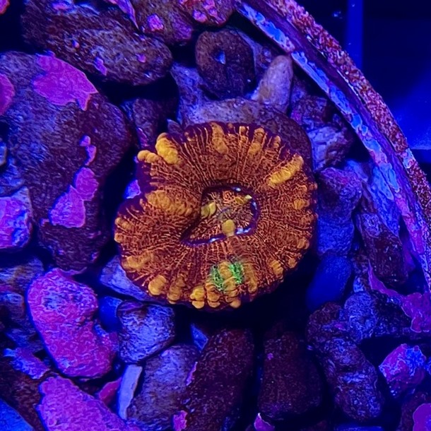 Red Mini Scoly Coral