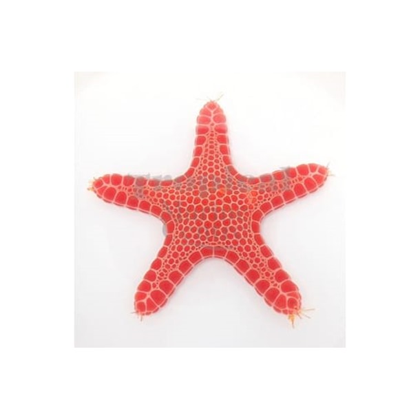 Australian Biscuit Starfish
