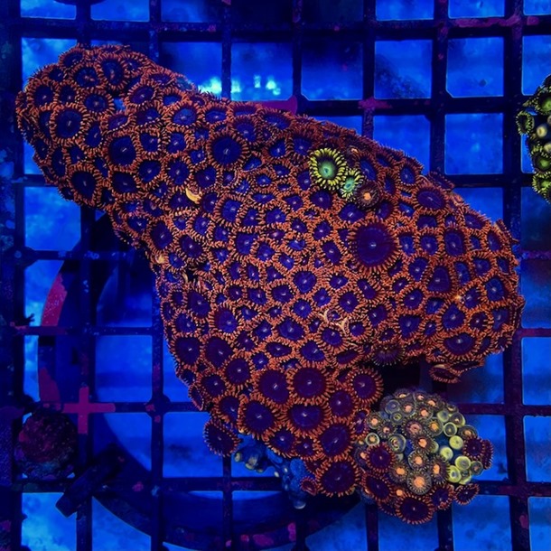 Enfys Zoa Colony