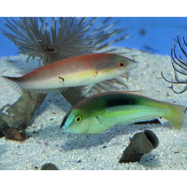 Kaleidos Pencil Wrasse