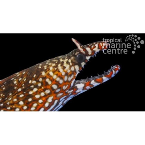 Dragon Moray Eel