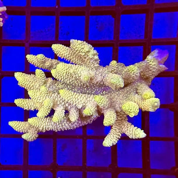 Oz Acropora Colony