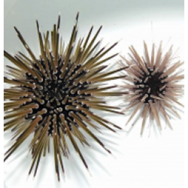 White Spot Urchin