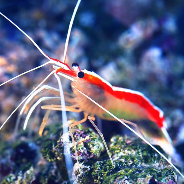 Cleaner Shrimp