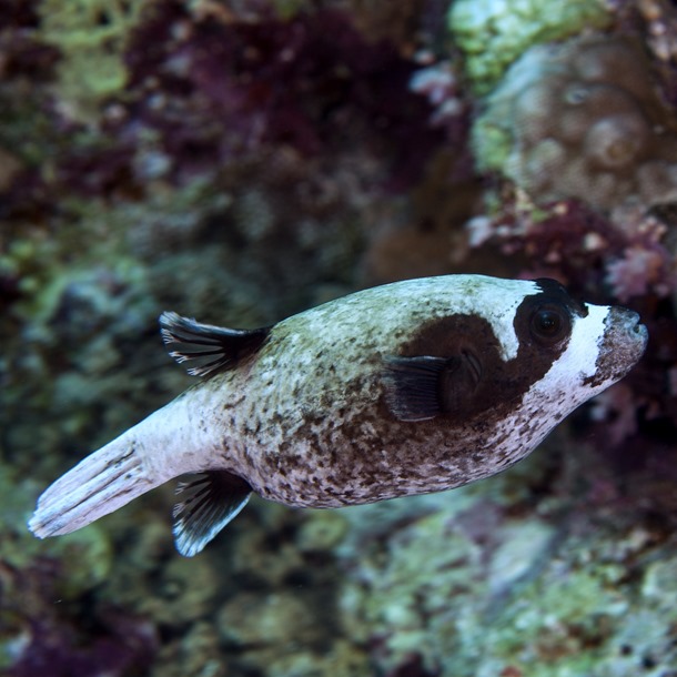 Panda Dogface Puffer