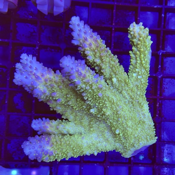 Oz Acropora Colony