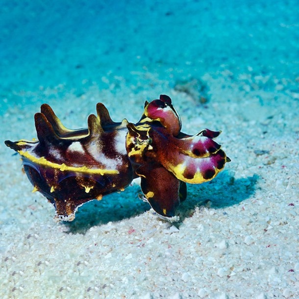 Flamboyant Cuttlefish 