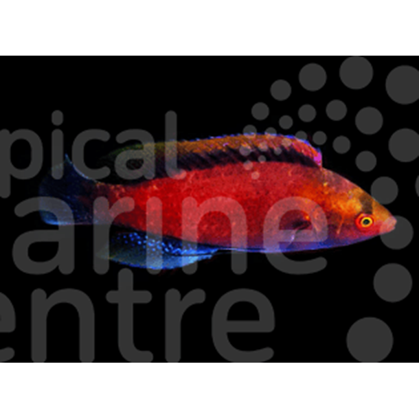 Beau’s Fairy Wrasse