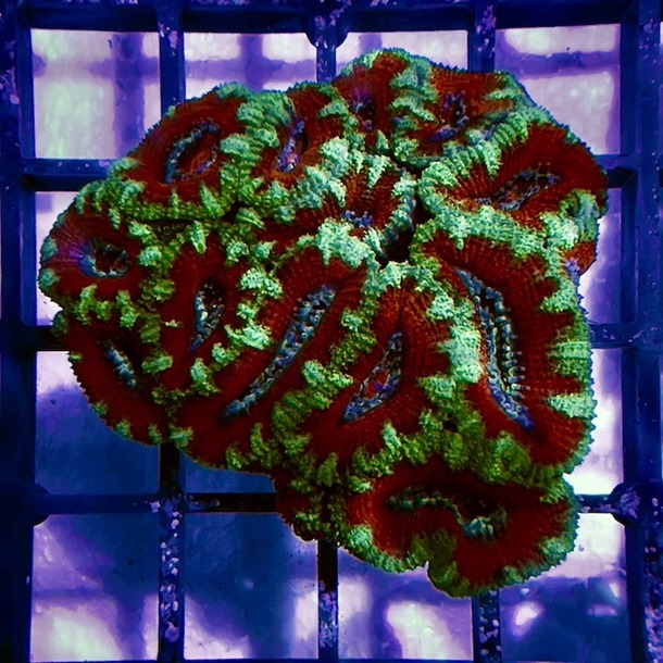 Red & Green Acan Colony