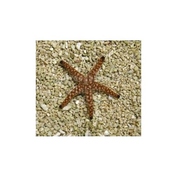 Marble Starfish