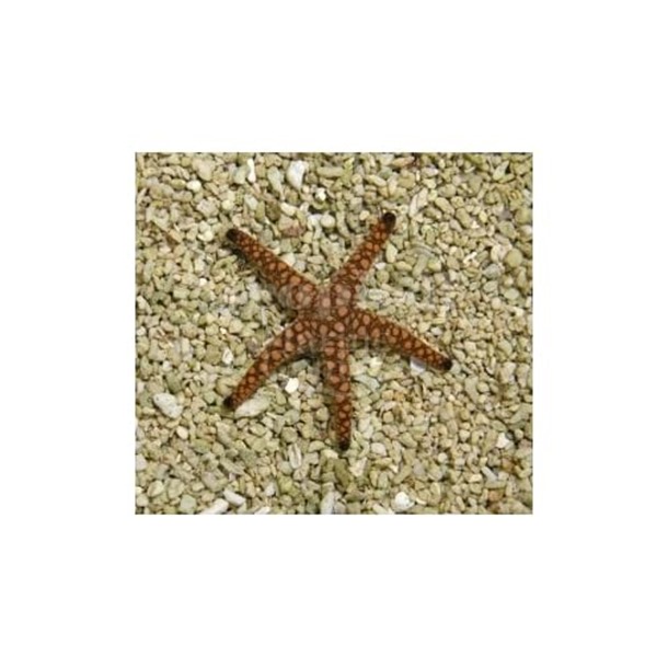 Marble Starfish