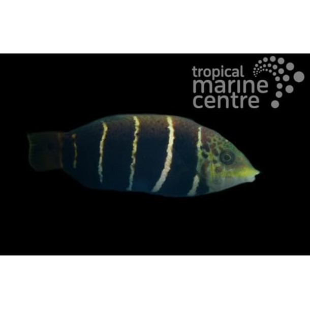 Barred Thicklip Wrasse