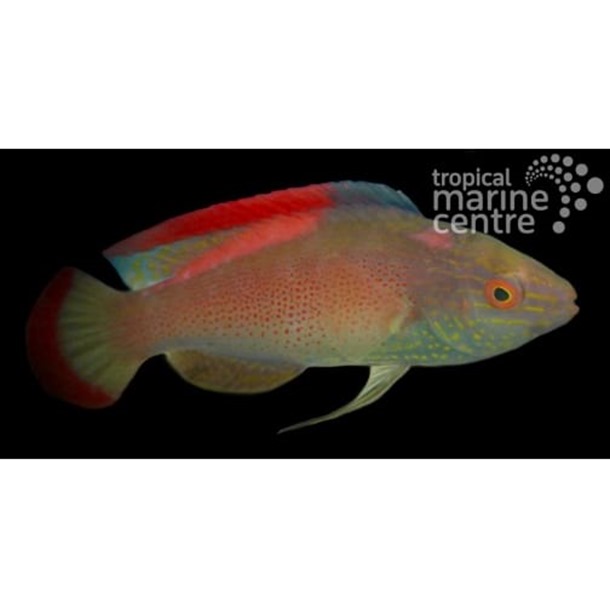 Pink Margined Fairy Wrasse