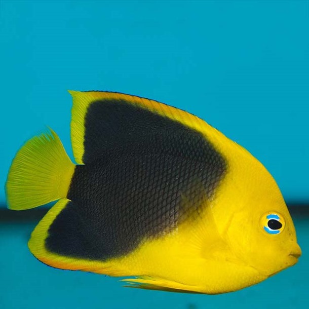 Rock Beauty Angel Fish