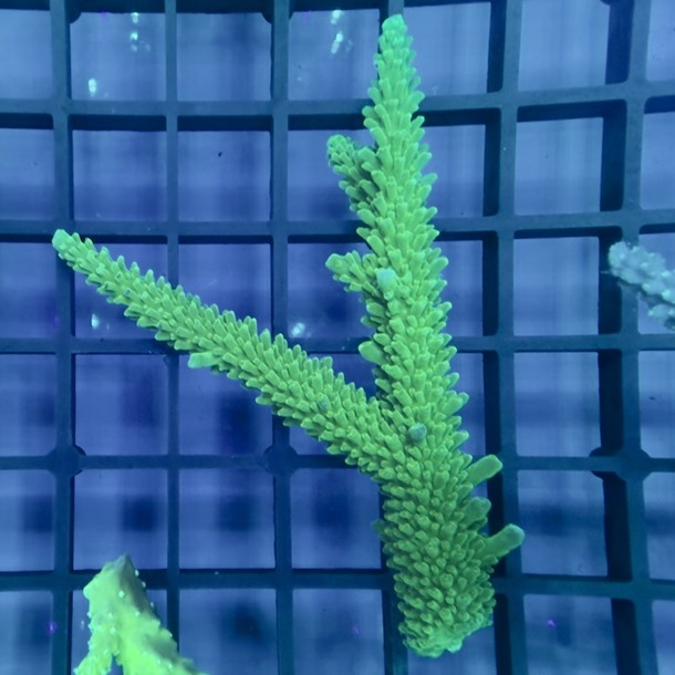 Oz Acropora Colony
