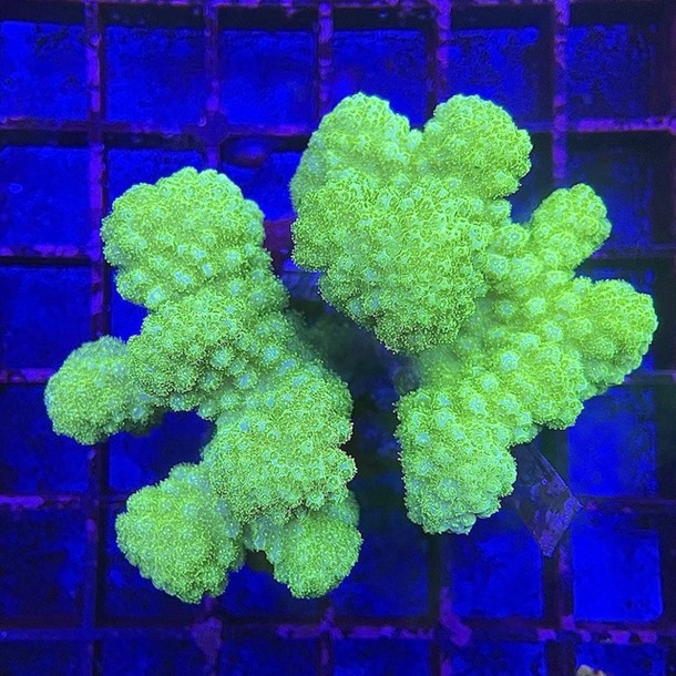 Lime Green Pocillopora