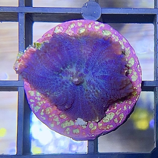 Purple Hairy Mushroom