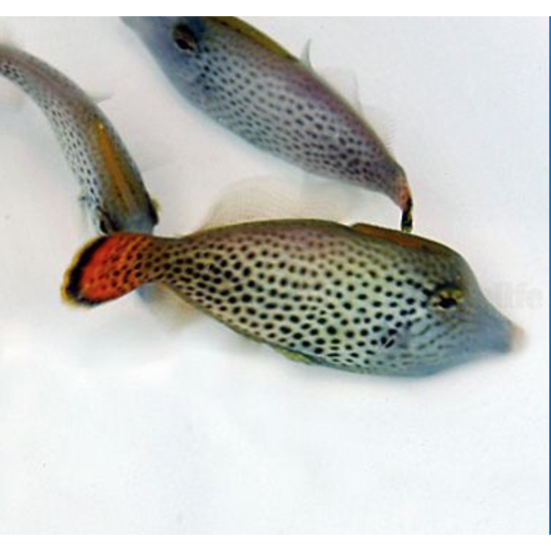 Fan Tail Filefish