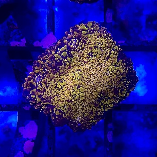 Gold Nugget Chalice Frag