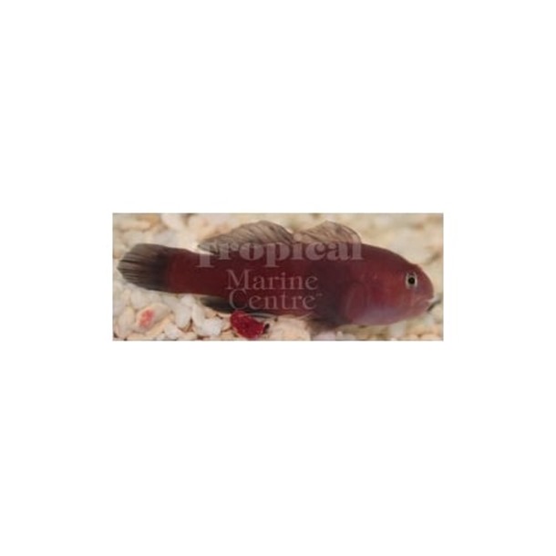 Red Clown Goby