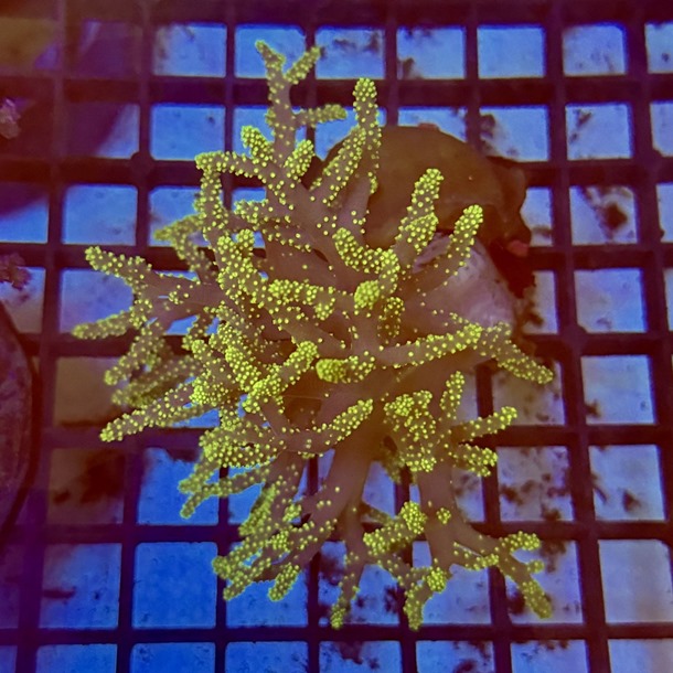 Ultra Green Finger Coral