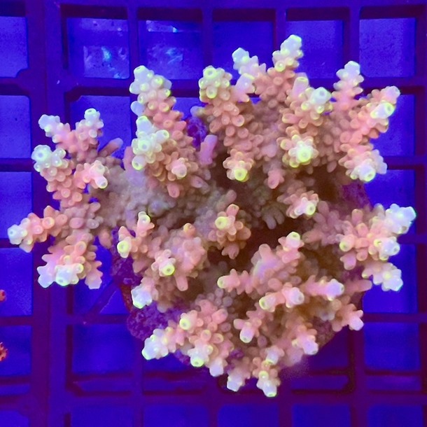 Acropora Colony