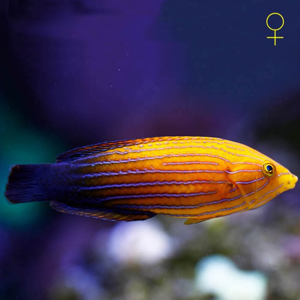 Femininus Tamarin Wrasse