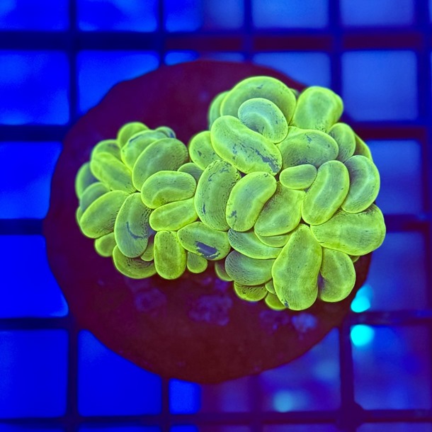 Ultra Green Bubble Coral