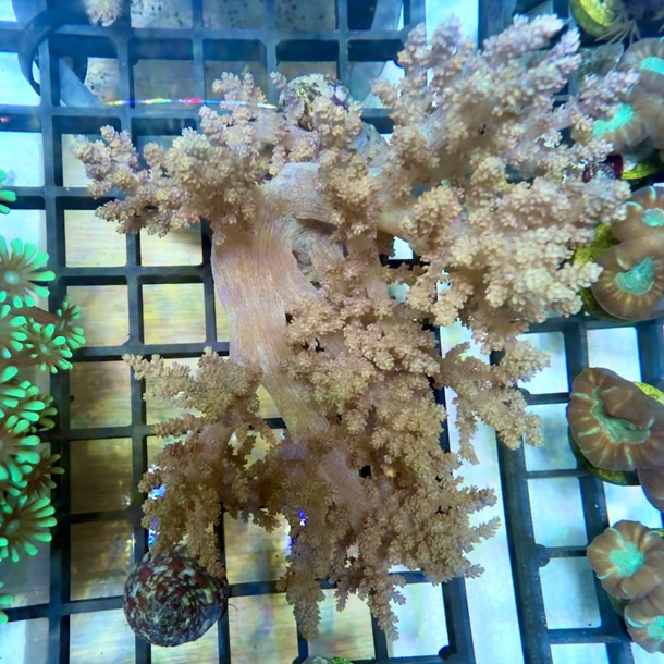 Tree Leather Coral