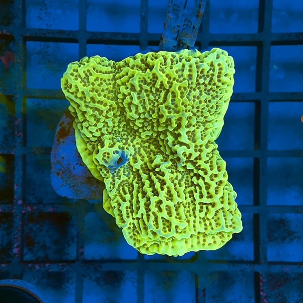 Montipora Colony