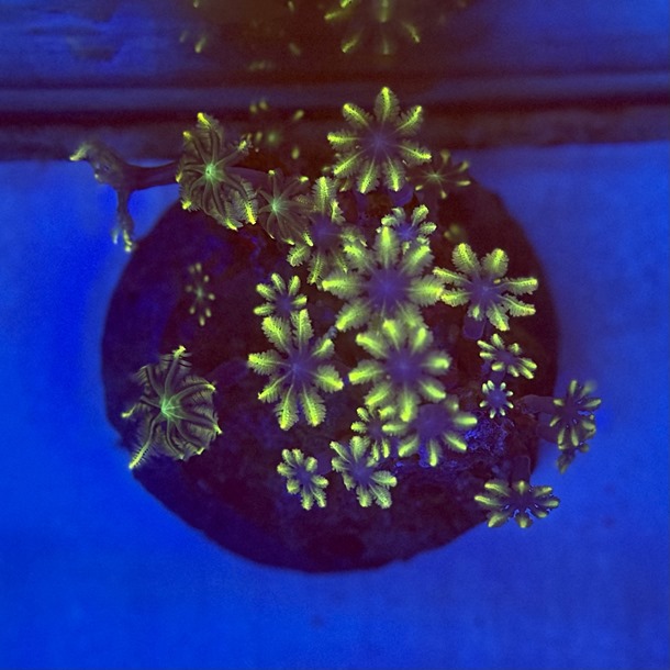 Lime Tip Clove Polyps