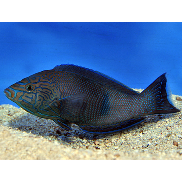 Geographic Tamarin Wrasse