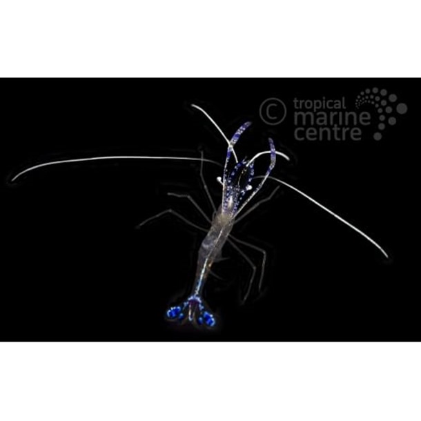 Blue Crystal Shrimp