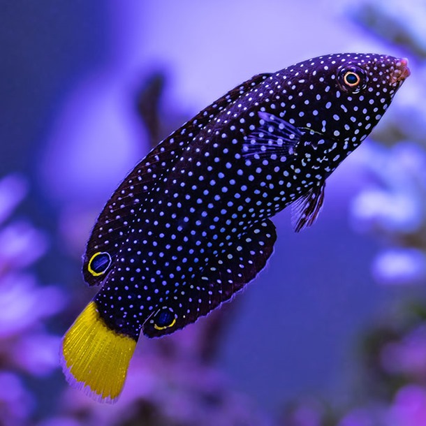 Yellow Tail Tamarin Wrasse