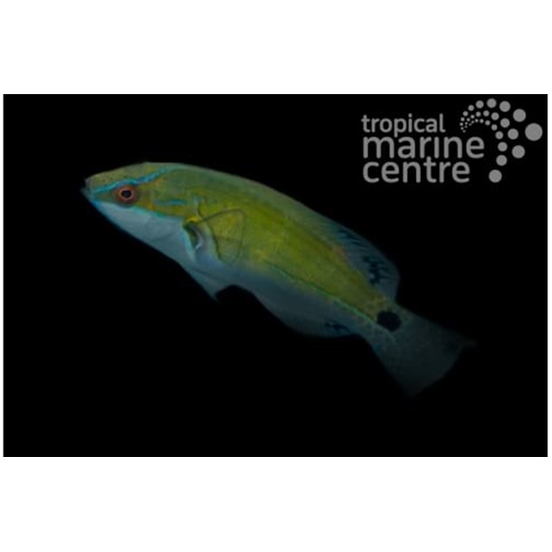 Exquisite Fairy Wrasse
