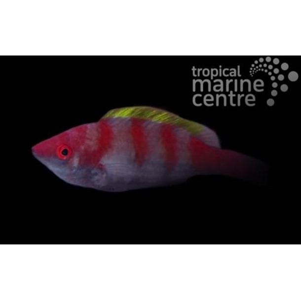 Yellow Fin Fairy Wrasse