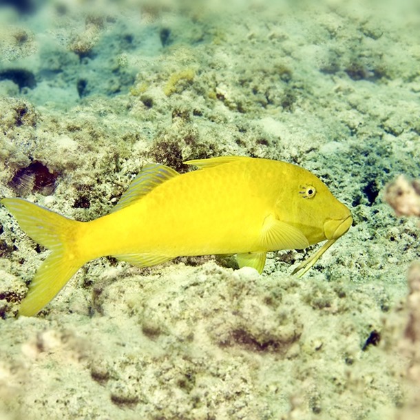 Yellow Goatfish