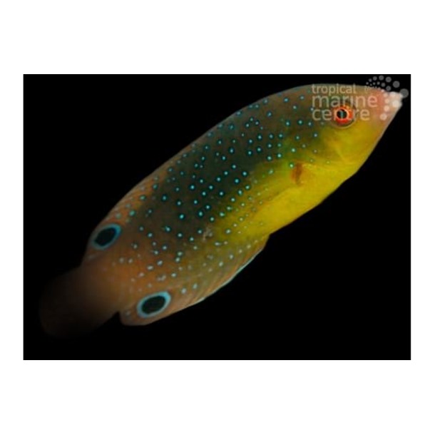 Twistii Tamarin Wrasse