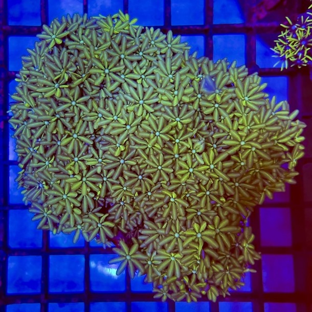 Ultra Organ Pipe Coral