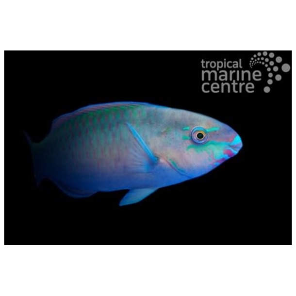 Quoyi Parrotfish