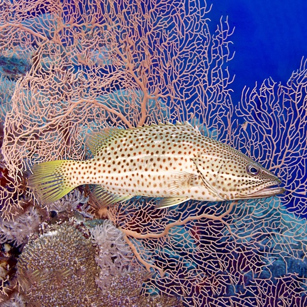 White Lined Grouper