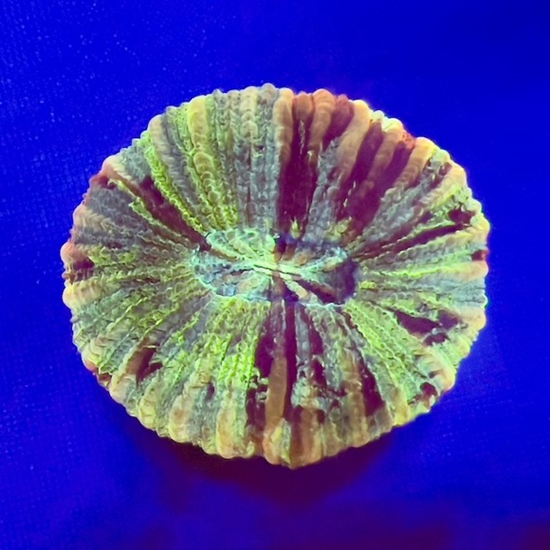 Rainbow Trachyphyllia